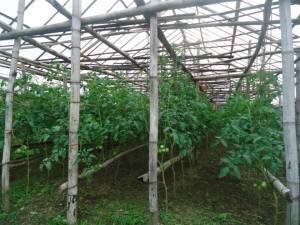 vegetable farming